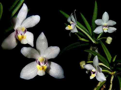 Pteroceras semiteretifolia